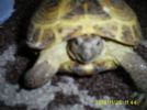 Cute torty